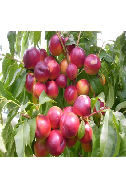 Нектарин ‘Лола’